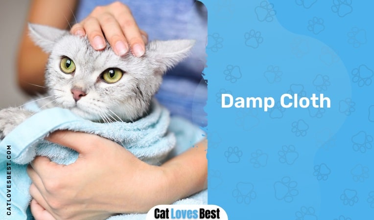 Cleaning Cat With Damp Cloth