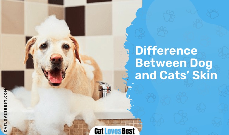 Difference Between Dog and Cats’ Skin