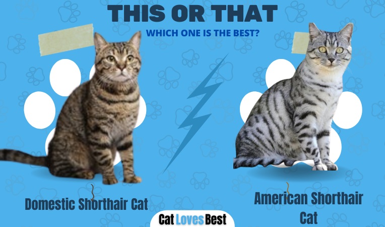 Domestic Shorthair vs American Shorthair Cat
