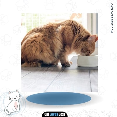 Gorilla Grip Waterproof Slip Resistant Silicone Cat Feeding Mat