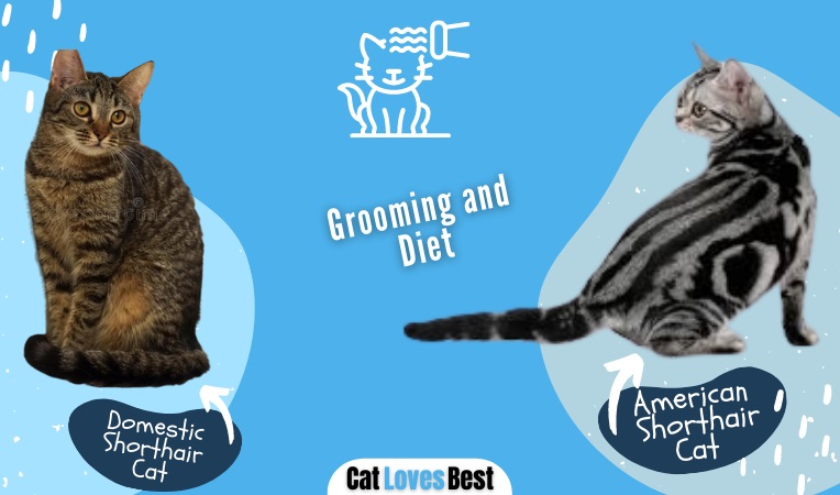  Grooming and Diet