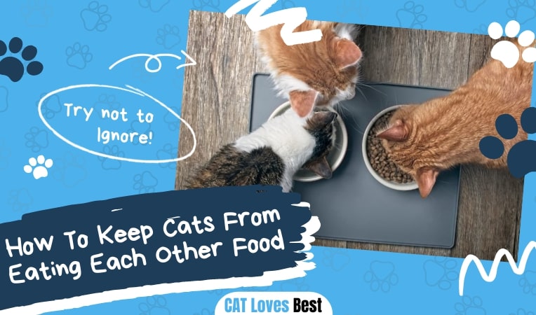 How To Keep Cats From Eating Each Other Food