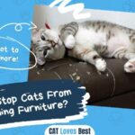 How to Stop Cats From Scratching Furniture