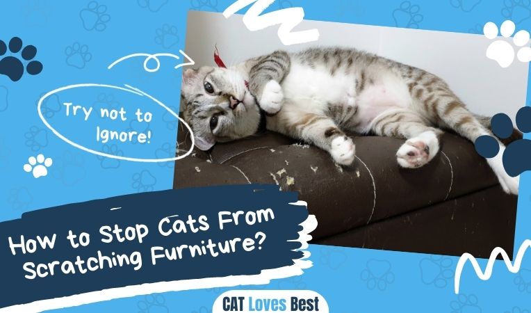 How to Stop Cats From Scratching Furniture