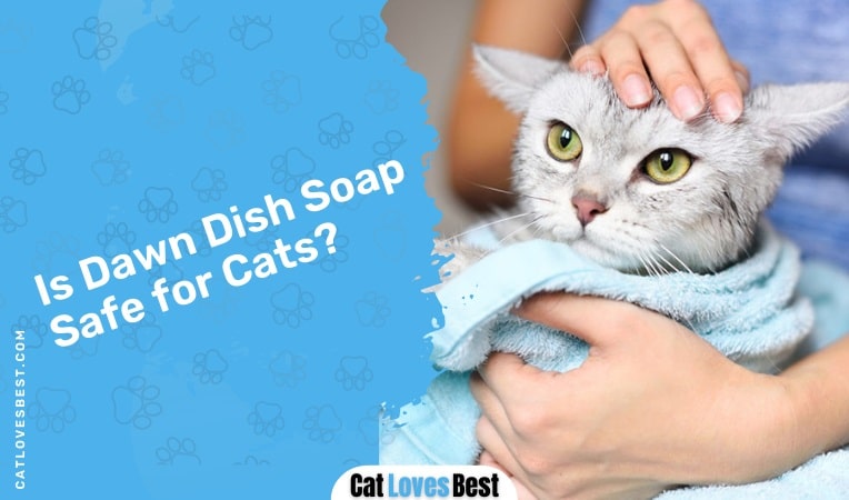 Is Dawn Dish Soap Safe for Cats