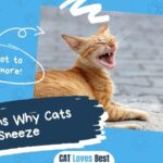 Reasons Why Cats Sneeze