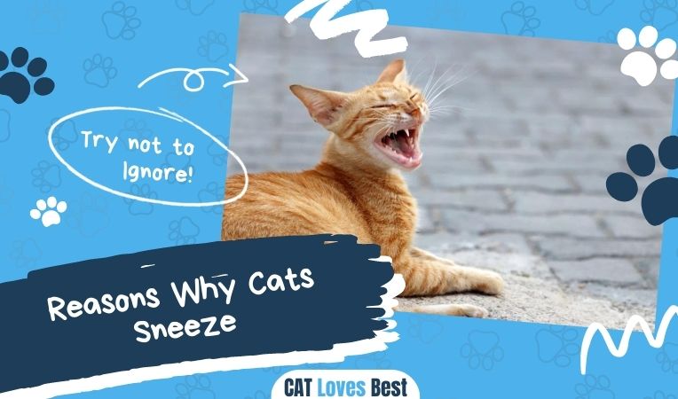 Reasons Why Cats Sneeze