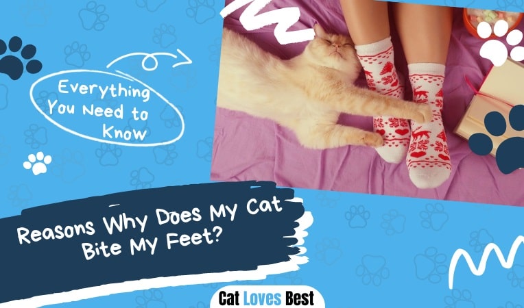 Reasons Why Does My Cat Bite My Feet