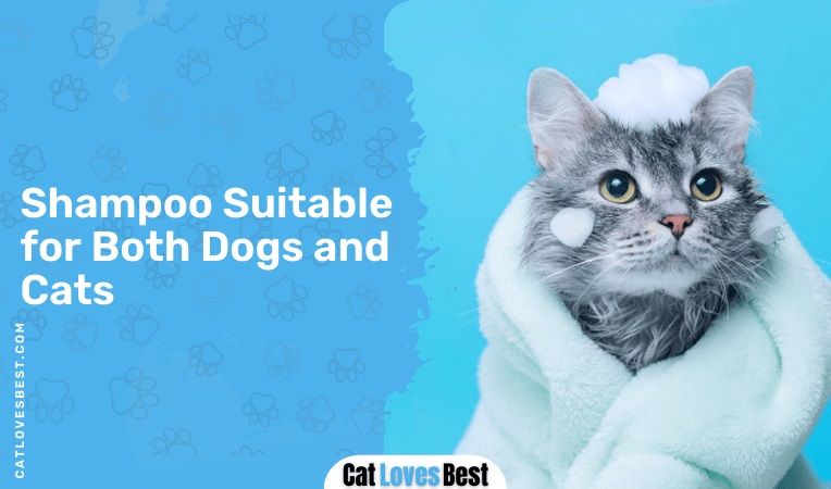 Shampoo Suitable for Both Dogs and Cats