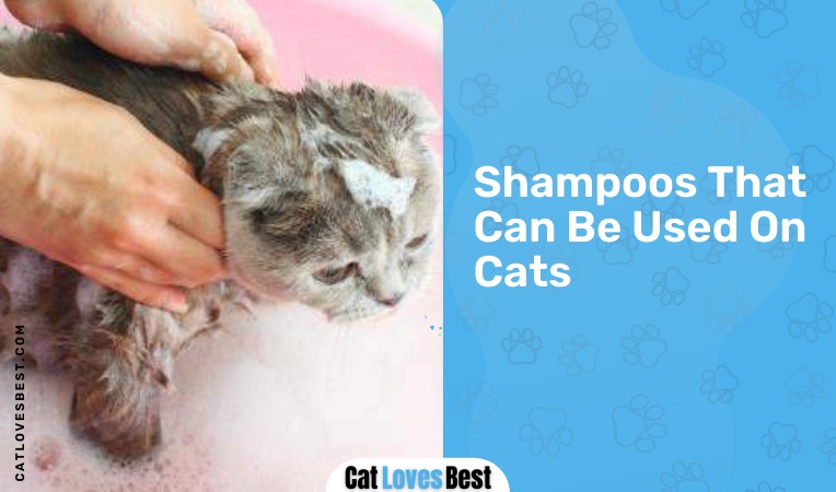 Shampoos That Can Be Used On Cats