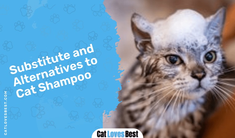 Substitute and Alternatives to Cat Shampoo