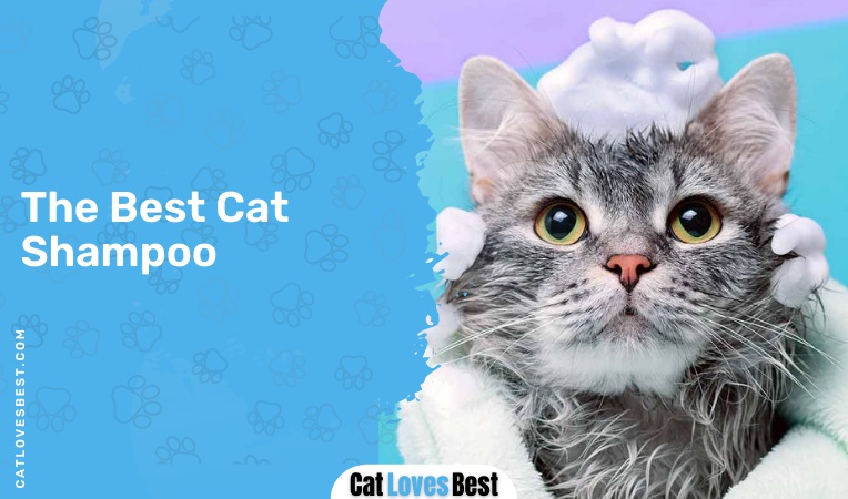 The Best Cat Shampoo
