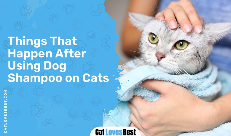 Things That Happen After Using Dog Shampoo on Cats