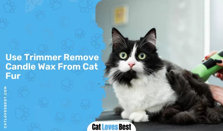Use Trimmer Remove Candle Wax From Cat Fur