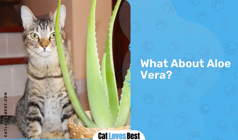 What About Aloe Vera for Cats