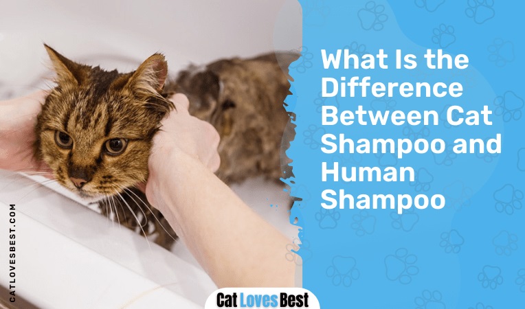 What Is the Difference Between Cat Shampoo and Human Shampoo