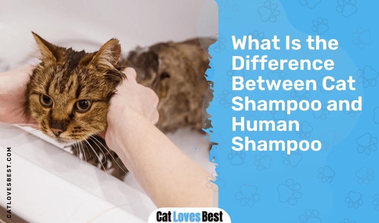 What Is the Difference Between Cat Shampoo and Human Shampoo