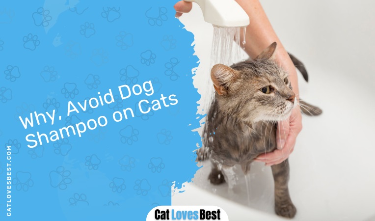 Why, Avoid Dog Shampoo on Cats