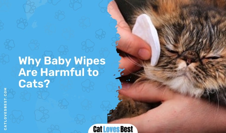 Are Baby Wipes Are Harmful to Cats