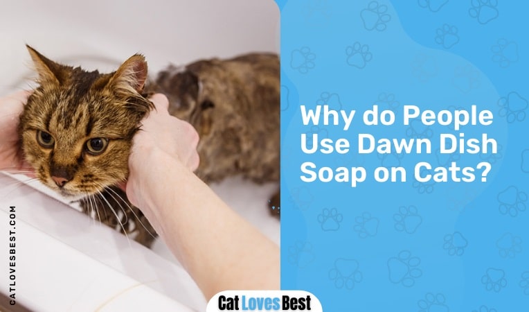 Why do People Use Dawn Dish Soap on Cats