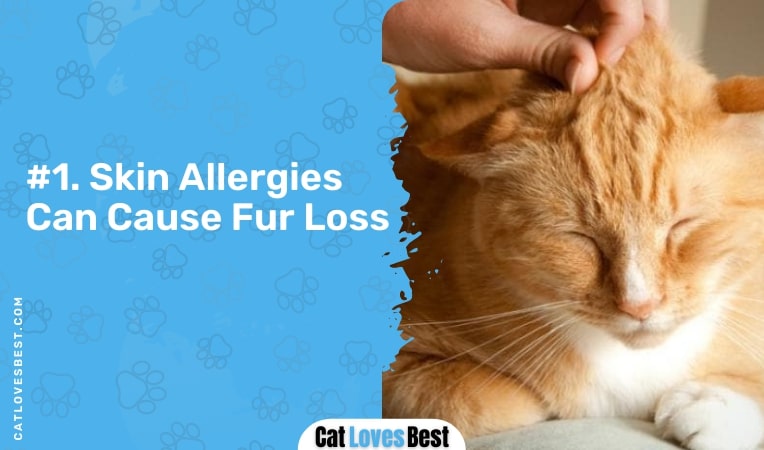 Skin Allergies Can Cause Fur Loss