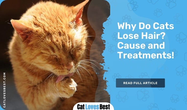 Why Do Cats Lose Hair