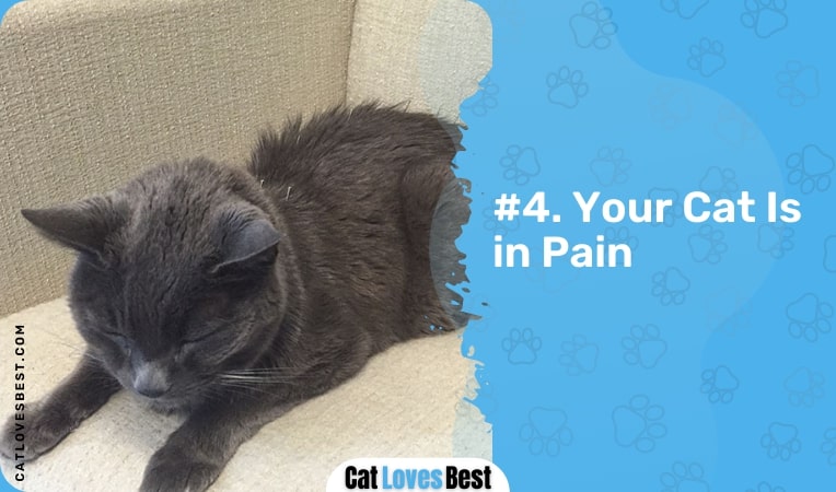 Your Cat Is in Pain