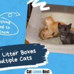 10 Best Litter Boxes for Multiple Cats