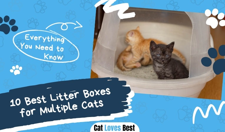 10 Best Litter Boxes for Multiple Cats in 2023