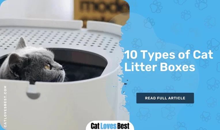 10 Types of Cat Litter Boxes