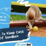 10 Ways To Keep Cats Out Of Sandbox