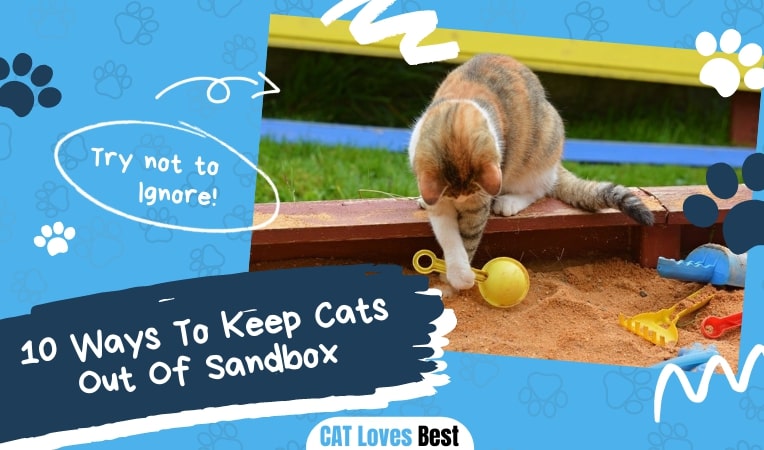 10 Ways To Keep Cats Out Of Sandbox