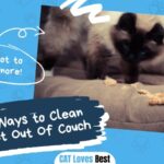 3 Best Ways To Clean Cat Vomit Out Of Couch