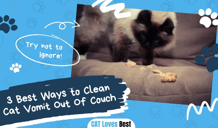 3 Best Ways To Clean Cat Vomit Out Of Couch