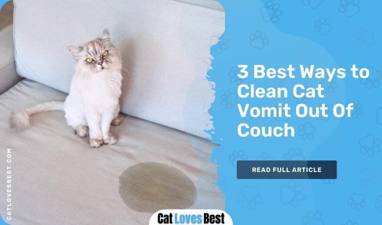 3 Best Ways to Clean Cat Vomit Out Of Couch