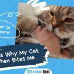 4 Reasons Why My Cat Licks Then Bites Me