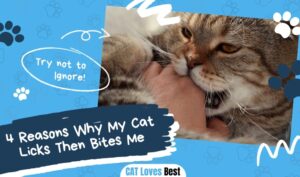 4 Reasons Why My Cat Licks Then Bites Me