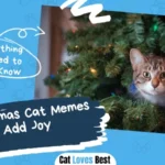 55 Christmas Cat Memes To Add Joy
