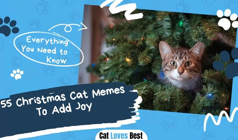 55 Christmas Cat Memes To Add Joy
