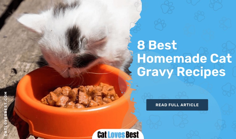 Best Homemade Cat Gravy Recipes