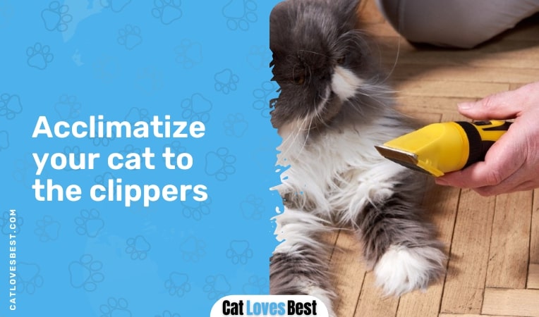 Acclimatize your cat to the clippers