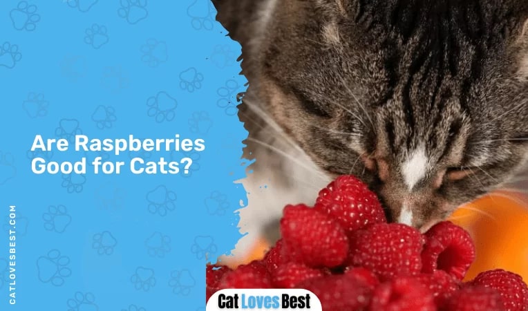 Are Raspberries Good for Cats