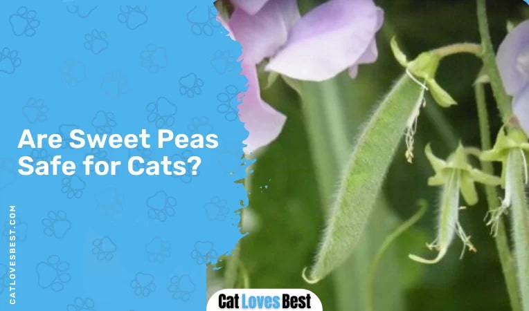 Are Sweet Peas Safe for Cats