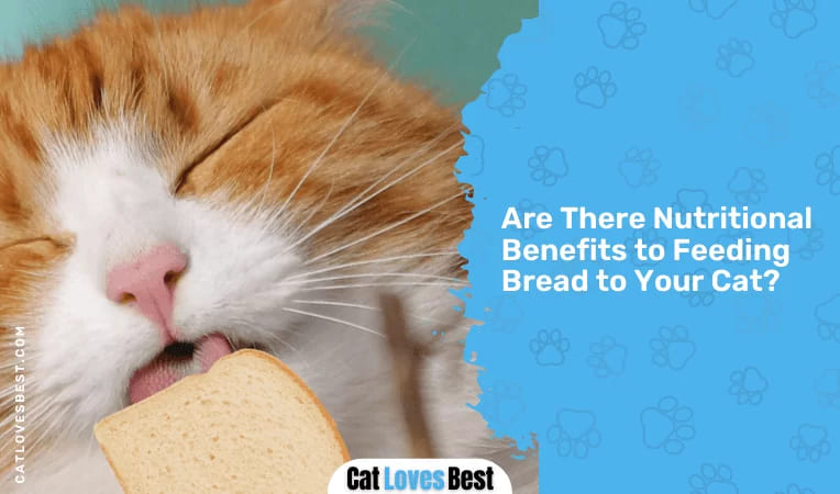 Are There Nutritional Benefits to Feeding Bread to Your Cat