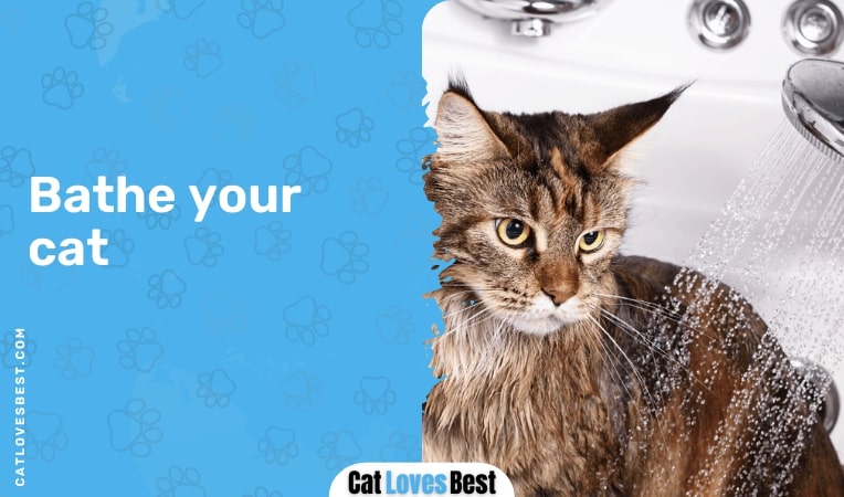 Bathe your cat