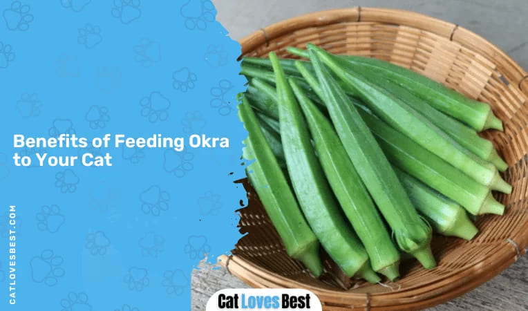 Benefits of Feeding Okra to Your Cat