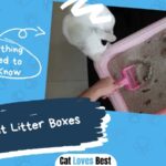 best cat litter box