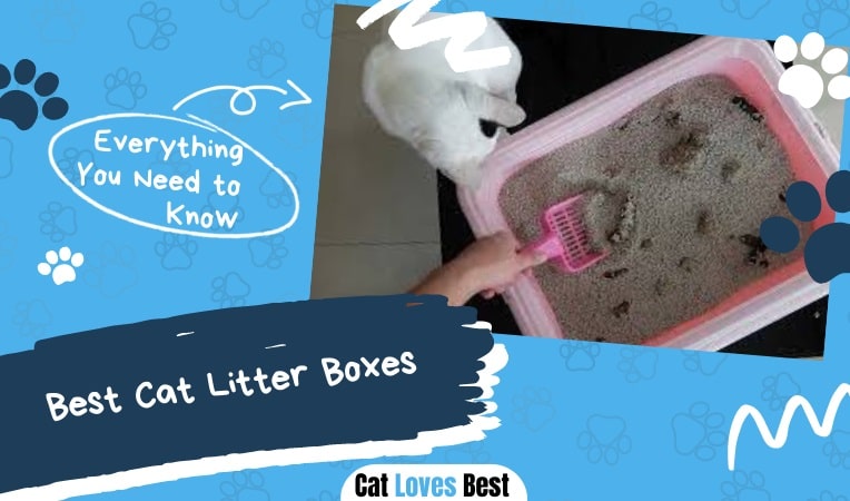 best cat litter box