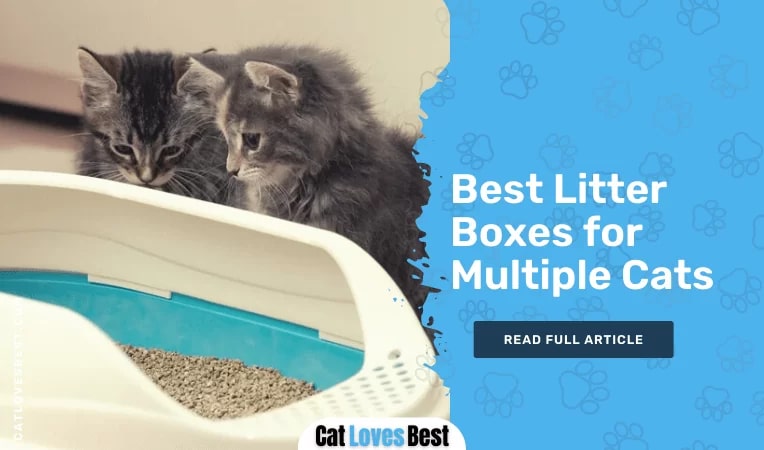 Best Litter Boxes for Multiple Cats