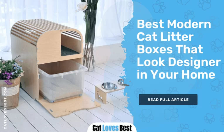 Best Modern Cat Litter Boxes That Look Designer in Your Home
